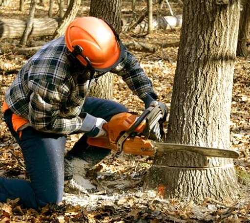 Tree Removal in Franktown, VA
